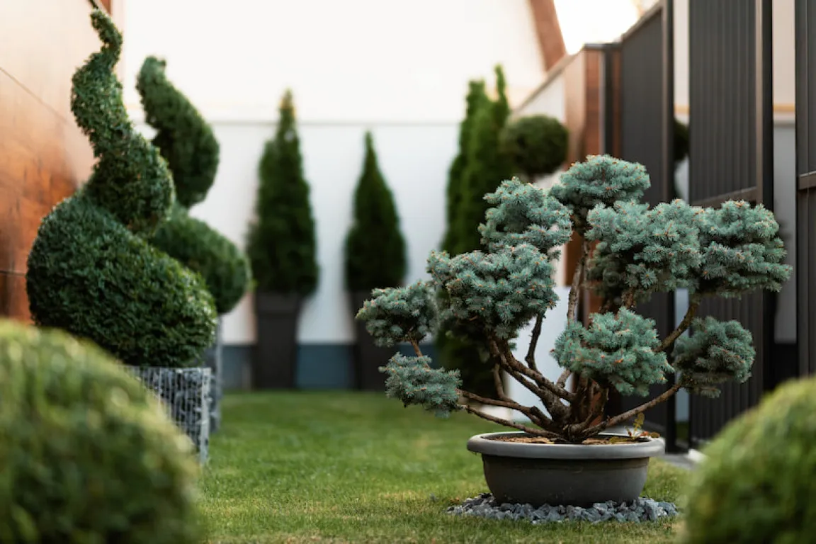 Minimalist front yard garden