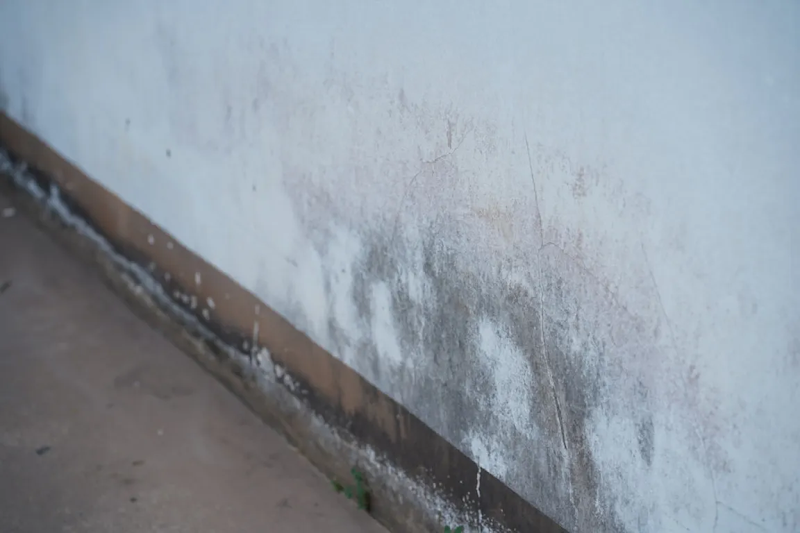 How to treat damp walls