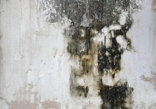 cara menghilangkan black mold